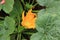 Young Zuchinni plant Flower maturing in rich soil