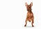 Young zwergpinscher puppy on white background