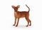 Young zwergpinscher puppy on white background