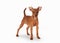 Young zwergpinscher puppy on white background