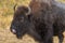 Younger buffalo bison with its tongue in its nose