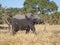 Younger elephant with crippled trunk walking away from Kwai river, Moremi NP, Botswana