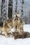 Younger Wolves (Canis lupus) Tongues Out at Face of Adult on Body of Deer Winter