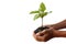 Youngman hands holding a small tree isolated on white