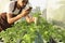Youngman holding hydroponics vegetable and smartphone in garden house