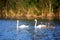 Youngs and two white adult swan at lake