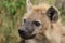 Youngspotted hyena face closeup, in the african savannah.