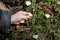 Youngster collecting wood anemone