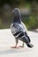 Youngster homing pigeon  standing on home loft roof