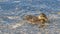 Youngster mallard swimming in the lake water