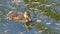 Youngster mallard swimming in the lake water