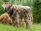 Youngster, red-brown Highland Cattle