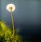 Your future is a wish away. A Dandelion ready to release its parachutes.