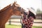 Youth girl kisses a brown horse expressing love towards the animals