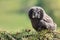 Youth owl gray. Great grey owl or great gray owl Strix nebulosa is a very large owl, documented as the world`s largest species