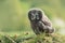 Youth owl gray. Great grey owl or great gray owl Strix nebulosa is a very large owl, documented as the world`s largest species