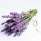 Youthful Energy: A Bouquet Of Lavender On A White Background