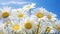 Youthful Energy: Macro Shot Of Cabbage White Butterfly On White Daisies