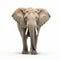 Youthful Energy: A Powerful Elephant In Stunning 8k Resolution