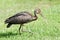 Youthful Scarlet ibis on grass