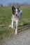 Youthful shepherd dog running and playing in the countryside