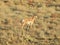 Youthful stride, pronghorn, antelope