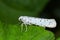 Yponomeuta or formerly Hyponomeuta malinellus - the apple ermine, is a moth of the family Yponomeutidae pest in orchards.
