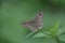 Ypthima huebneri - Butterfly