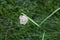 Ypthima striata butterfly perched on weed stem