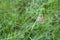 Ypthima striata butterfly perched on weed stem