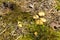 Yuang wild golden chanterelle mushrooms in the forest in Belarus