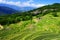 Yuanyang Rice Terraces