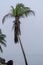 Yucatan\\\'s Silent Embrace: Enigmatic Fog Envelops Peninsula, Lone Coconut Tree in Secluded Shoreline Solitude