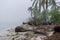 Yucatan\\\'s Silent Embrace: Enigmatic Fog Envelops Peninsula, Lone Coconut Tree in Secluded Shoreline Solitude