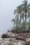 Yucatan\\\'s Silent Embrace: Enigmatic Fog Envelops Peninsula, Lone Coconut Tree in Secluded Shoreline Solitude
