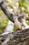 Yucatan Woodpecker With Curved Beak in Tree