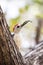 Yucatan Woodpecker With Curved Beak in Tree