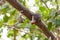 Yucatan Woodpecker looking for food