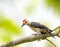 Yucatan woodpecker perched on a branch In Yucatan Peninsular