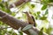 Yucatan Woodpecker in Tree