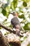 Yucatan Woodpecker in Tree