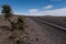 A Yucca along New Mexico highway 27