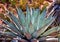 Yucca in Arizona Desert Near Sedona