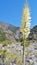 Yucca bloom in desert canyon
