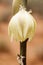 Yucca Blossom