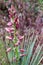 Yucca blossoms