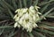 Yucca Blossoms in Western Colorado