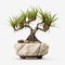 Yucca Bonsai: Stunning Isolated White Backgrounds For A Captivating Display