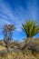 Yucca and Branched Pencil Cholla, Cylindropuntia ramosissima, Joshua Tree National park, California