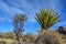 Yucca and Branched Pencil Cholla, Cylindropuntia ramosissima, Joshua Tree National park, California